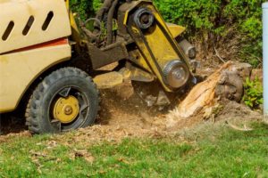 tree removal lexington